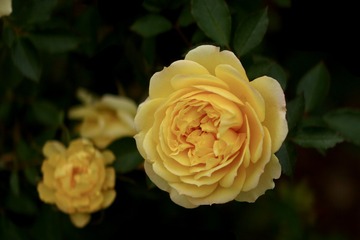 77795E50-4F3F-442D-8C88-D340D68BD42C/L0/001