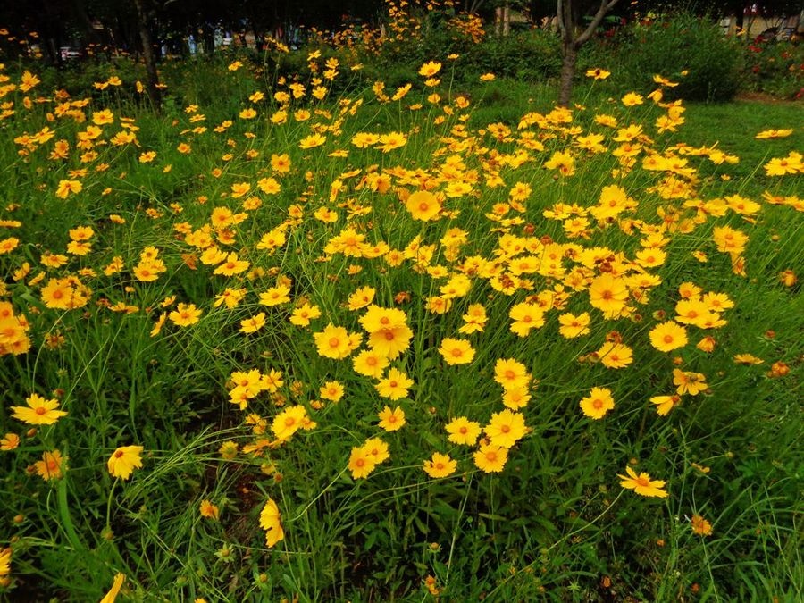 重瓣金鸡菊