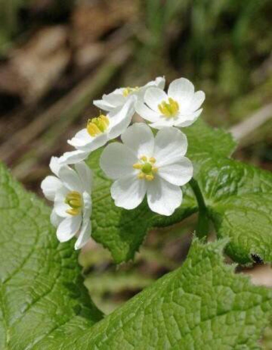 雨后叶子会透明的山荷叶
