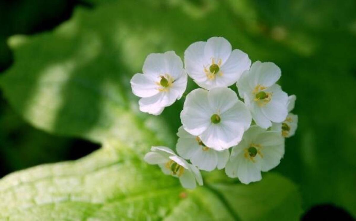 雨后叶子会透明的山荷叶