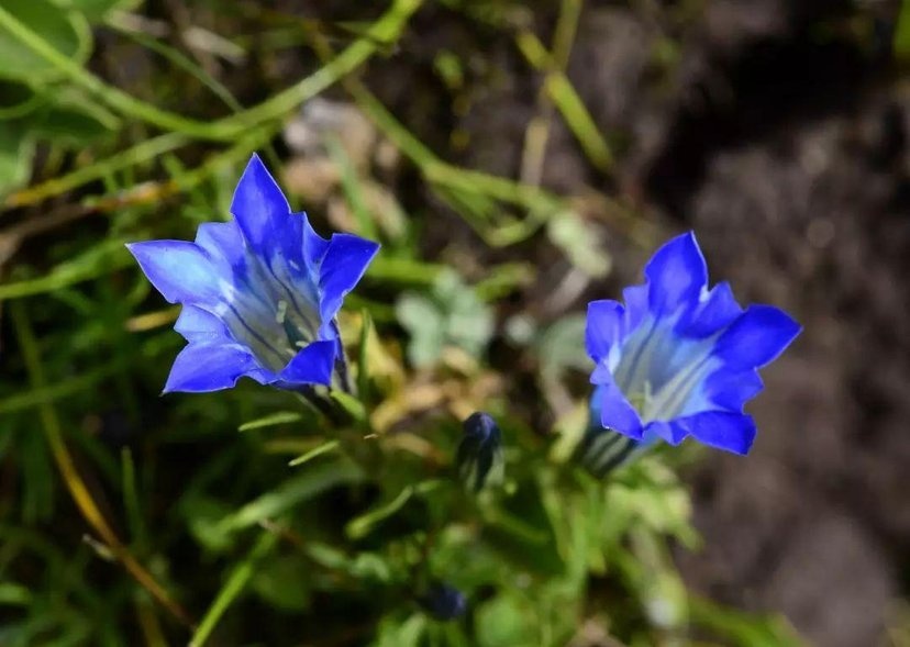 龙胆- 小绝望 - 图虫