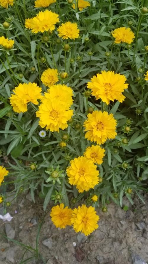重瓣金鸡菊