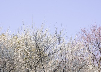 A8FB1549-160E-4BDC-AC13-1F262C2989D0/L0/001