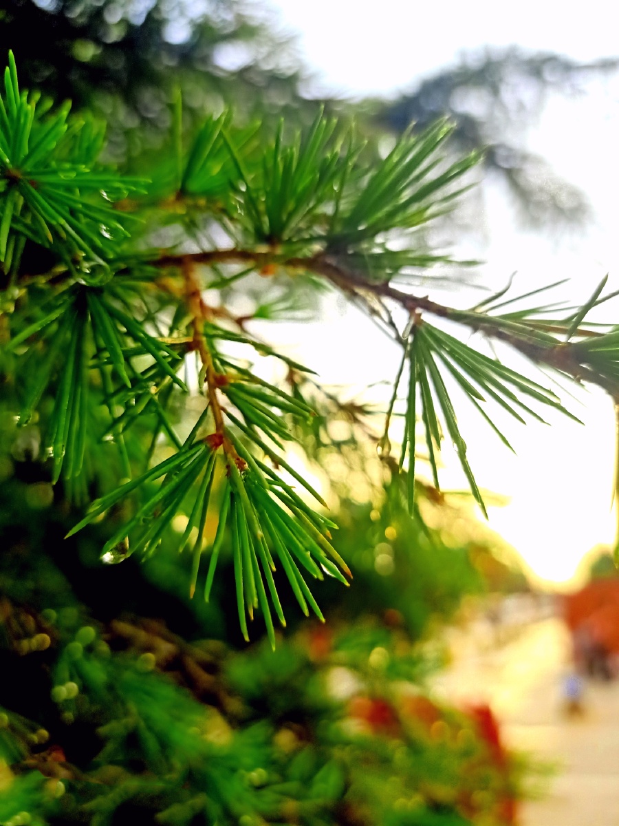 雨后松树