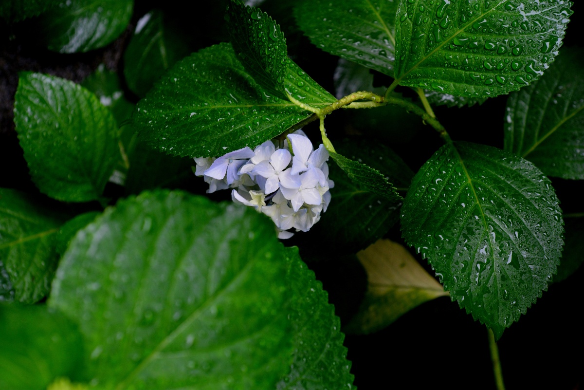 雨中绣球花就是有感觉哦雨中江南姑苏印象