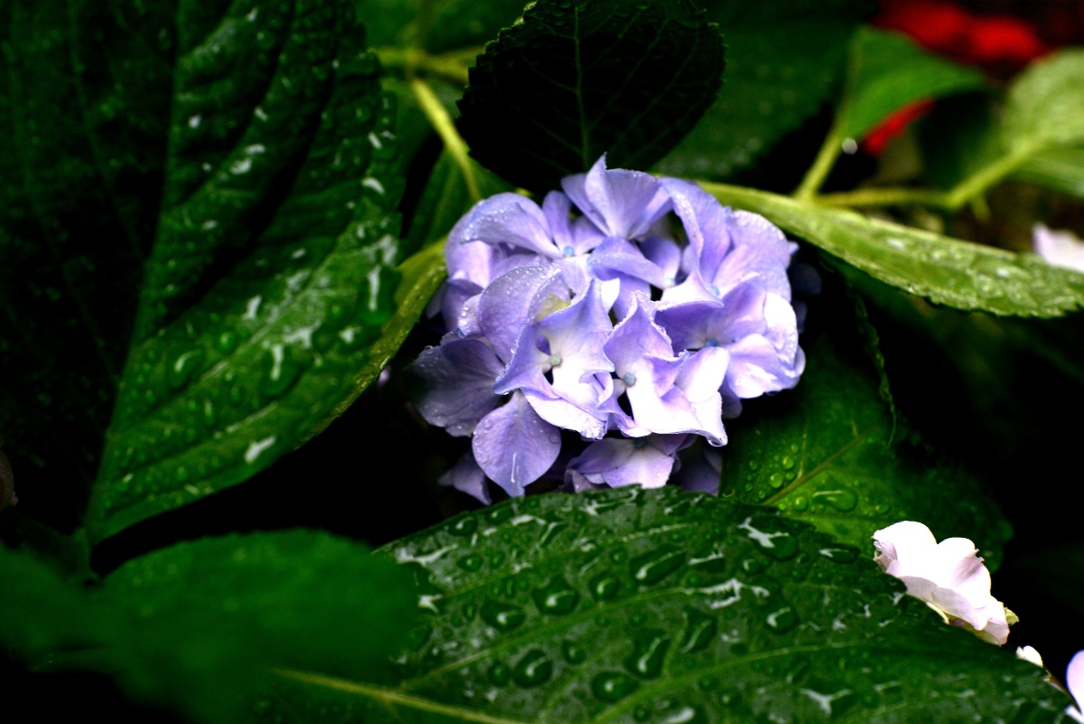 雨中绣球花就是有感觉哦雨中江南姑苏印象