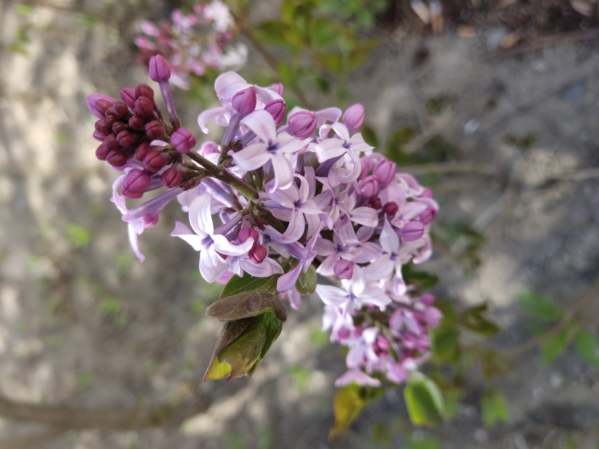 丁香花香气扑鼻
