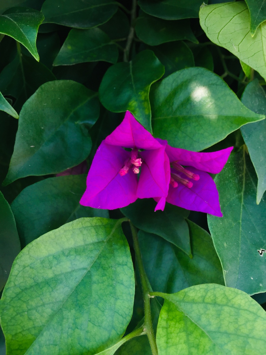 艳丽的紫色三角梅