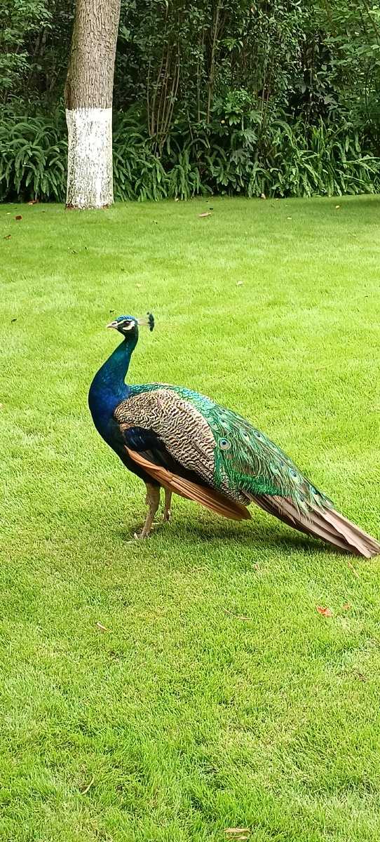 草地上的绿孔雀