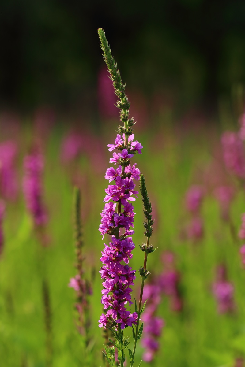 水柳-千屈菜 - 乐心摄影 - 图虫