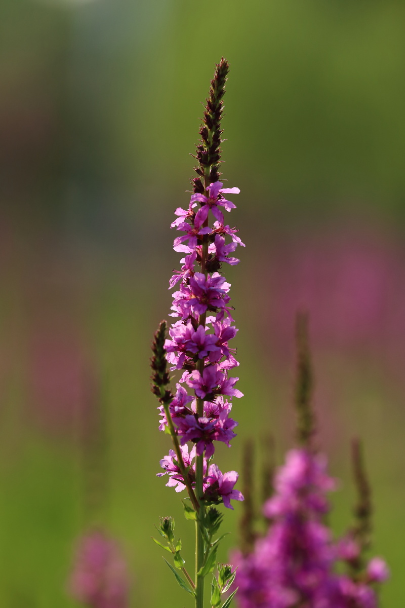 水柳-千屈菜 - 乐心摄影 - 图虫