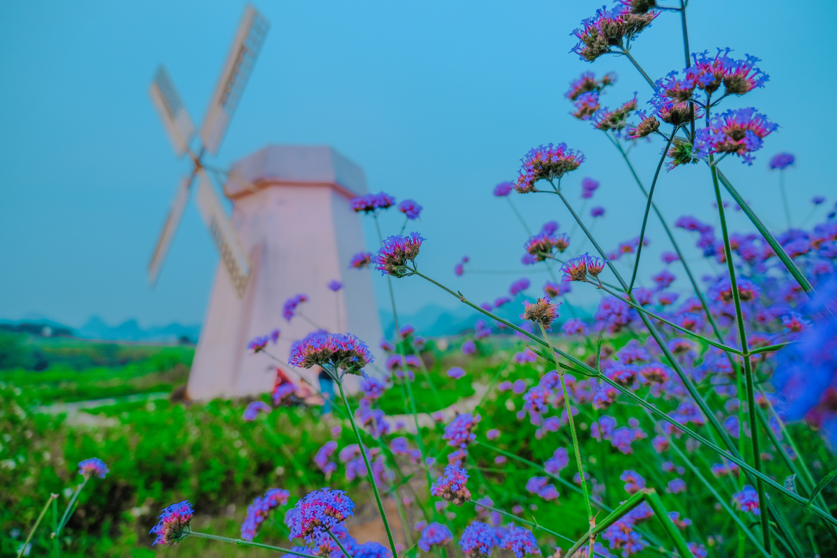 网红薰衣草庄园安排