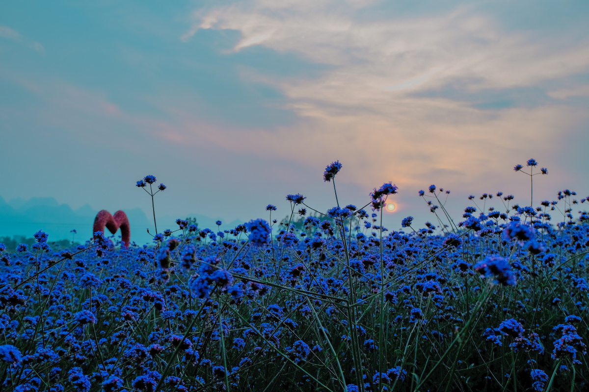 网红薰衣草庄园安排