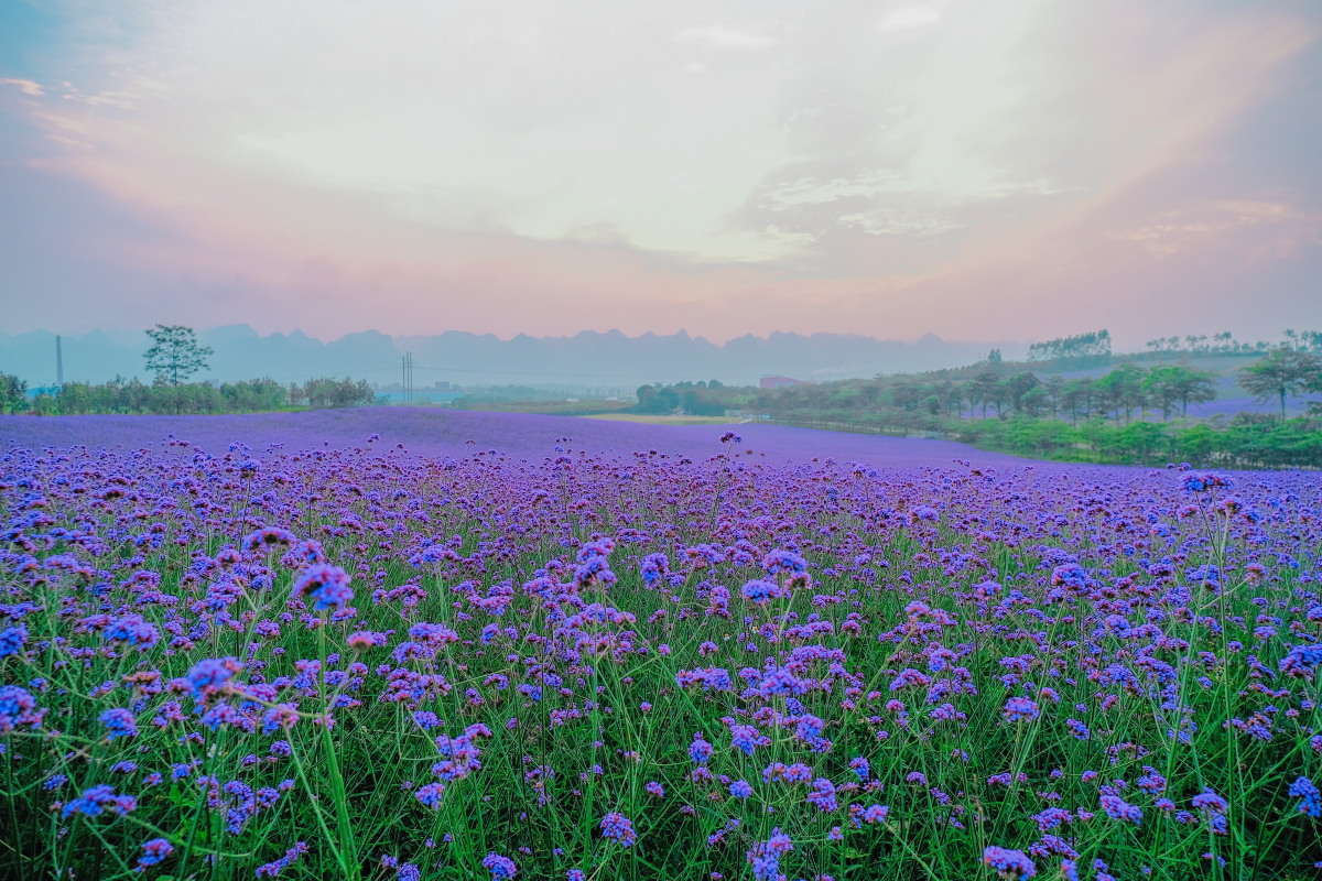 网红薰衣草庄园安排