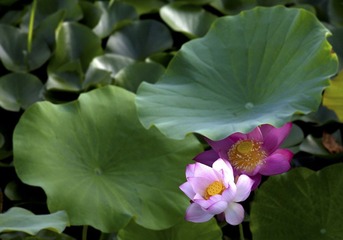 IMG_6362z