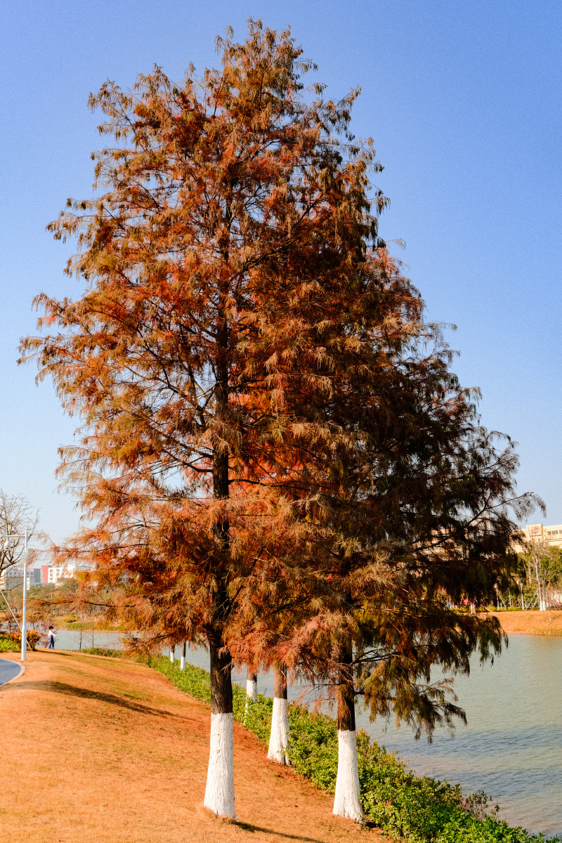 广东冬天的颜色