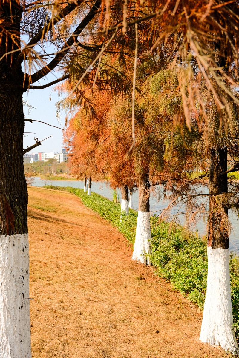 广东冬天的颜色