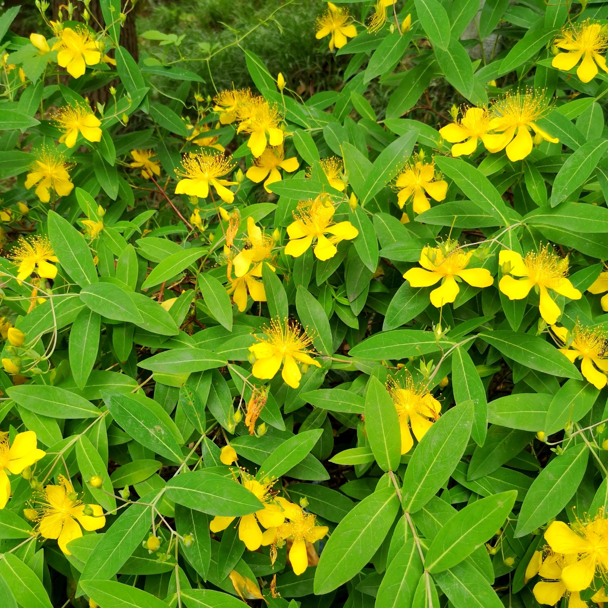 金丝桃苏州拍摄