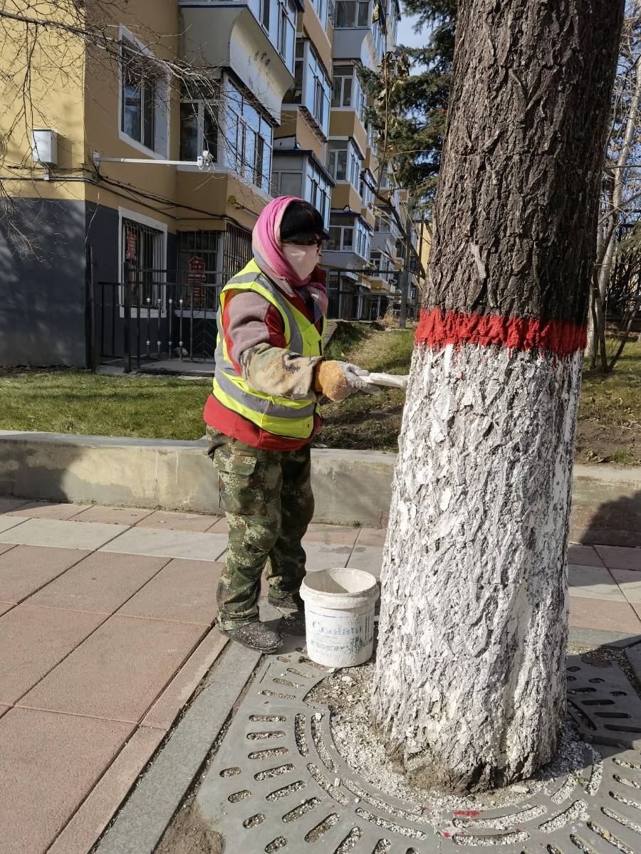 大树也需要保护