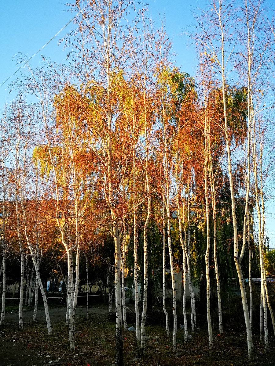 白桦树