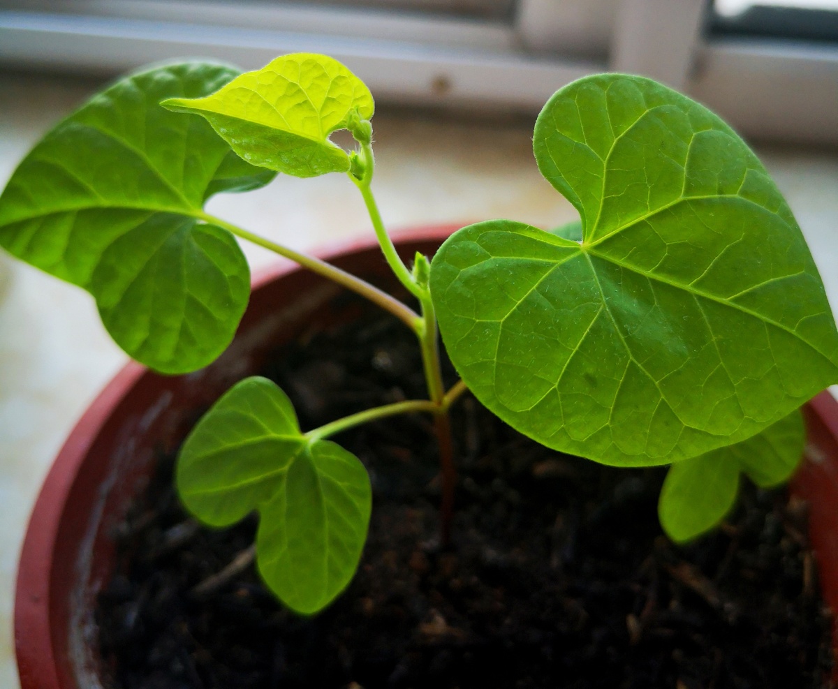 我种的牵牛花小苗长高了