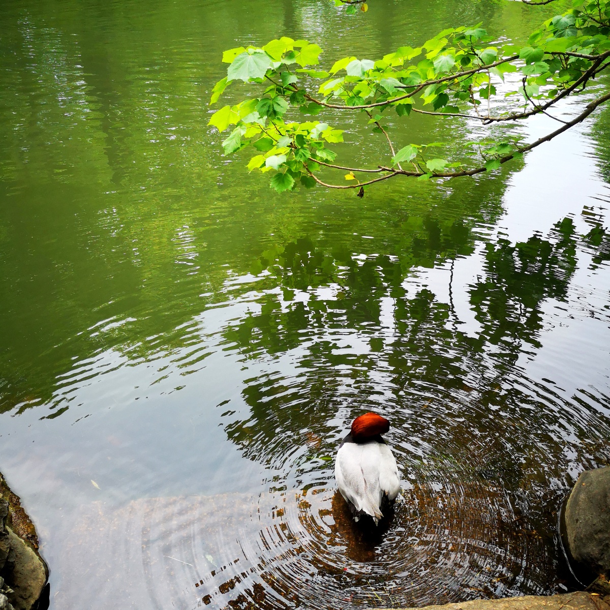好看的水波纹摄于苏州