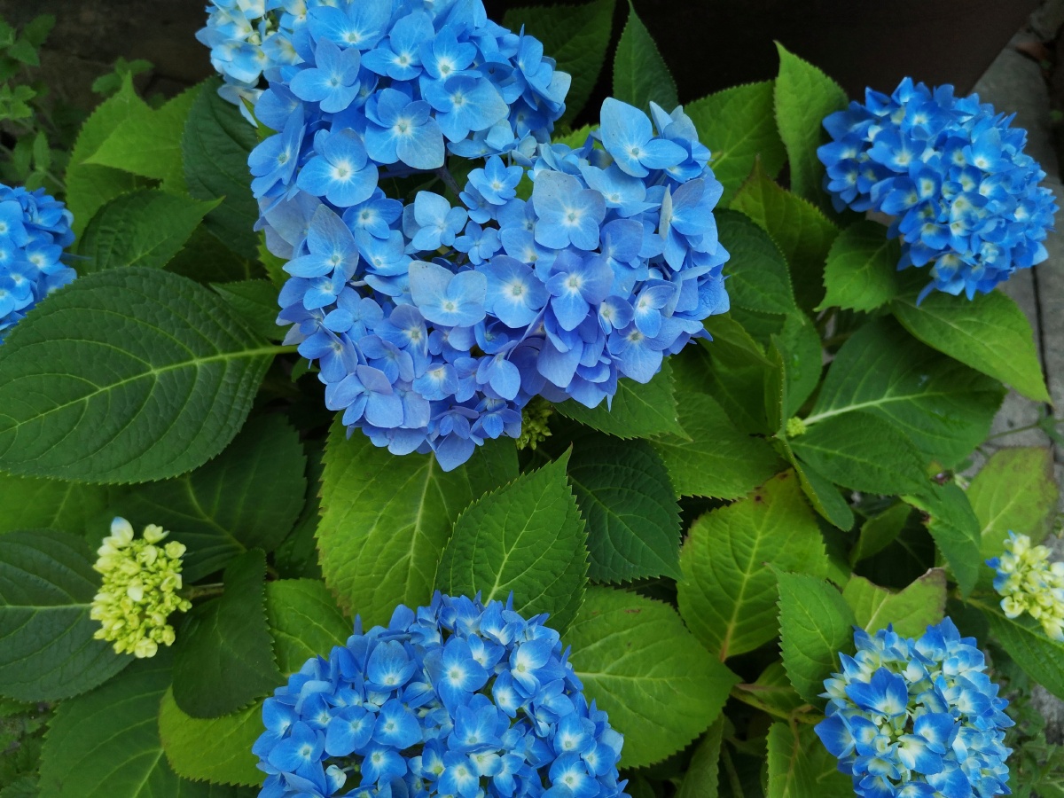 变色绣球花拍摄苏州