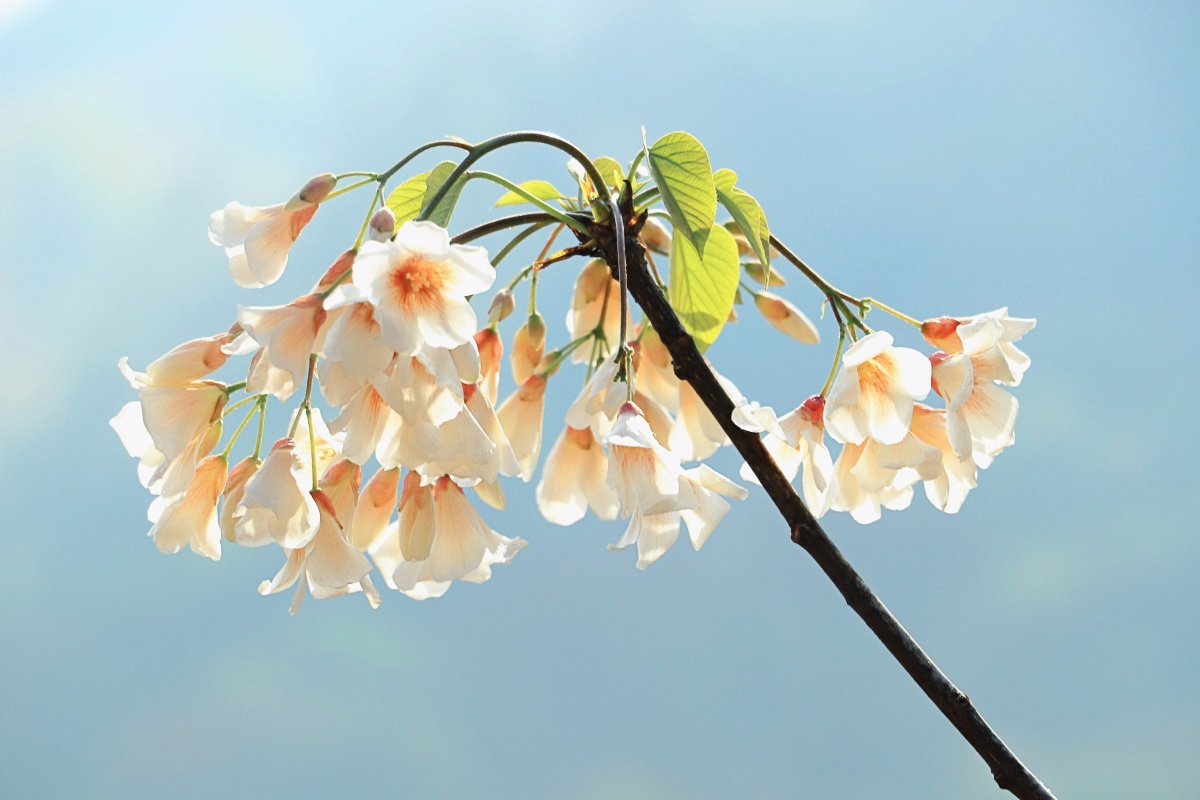 桐油花 - 栾树与合欢 - 图虫