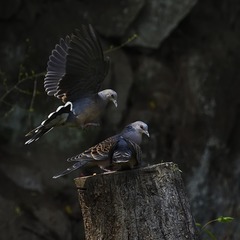 DSC_0756 -发