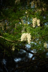 33F423A6-427C-4F02-9E51-15D9F141F6A2/L0/001
