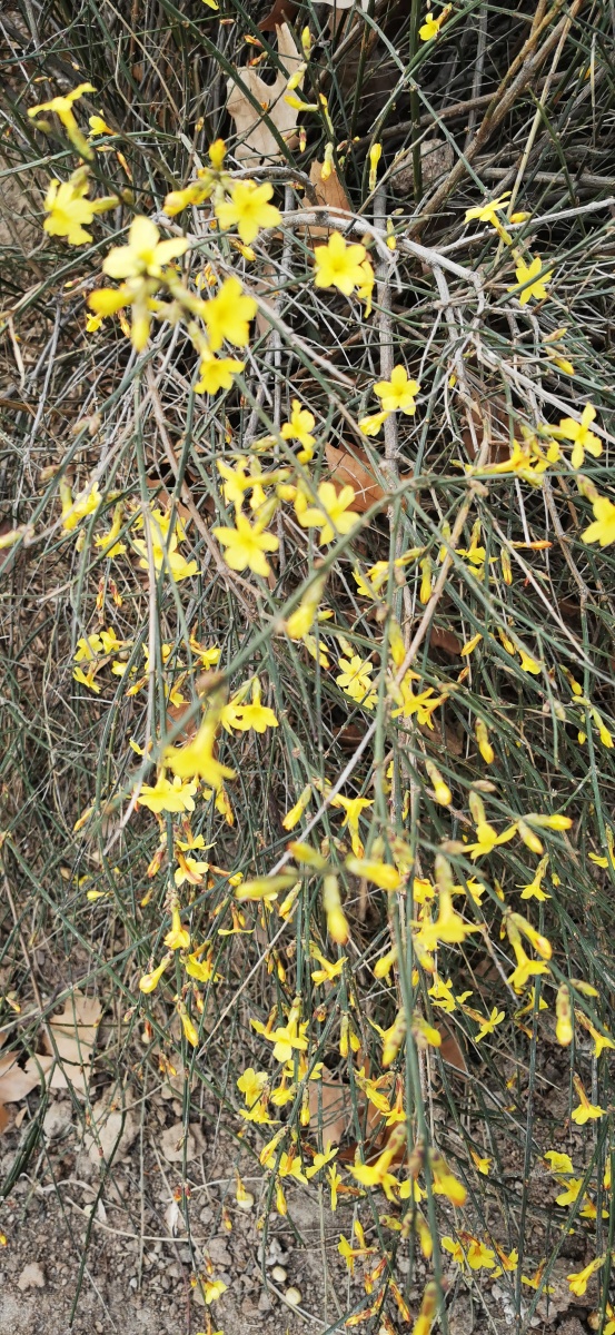 迎春花枝条弓形弯垂身姿婆娑花色金黄端庄秀丽气质非凡而且不畏酷寒不