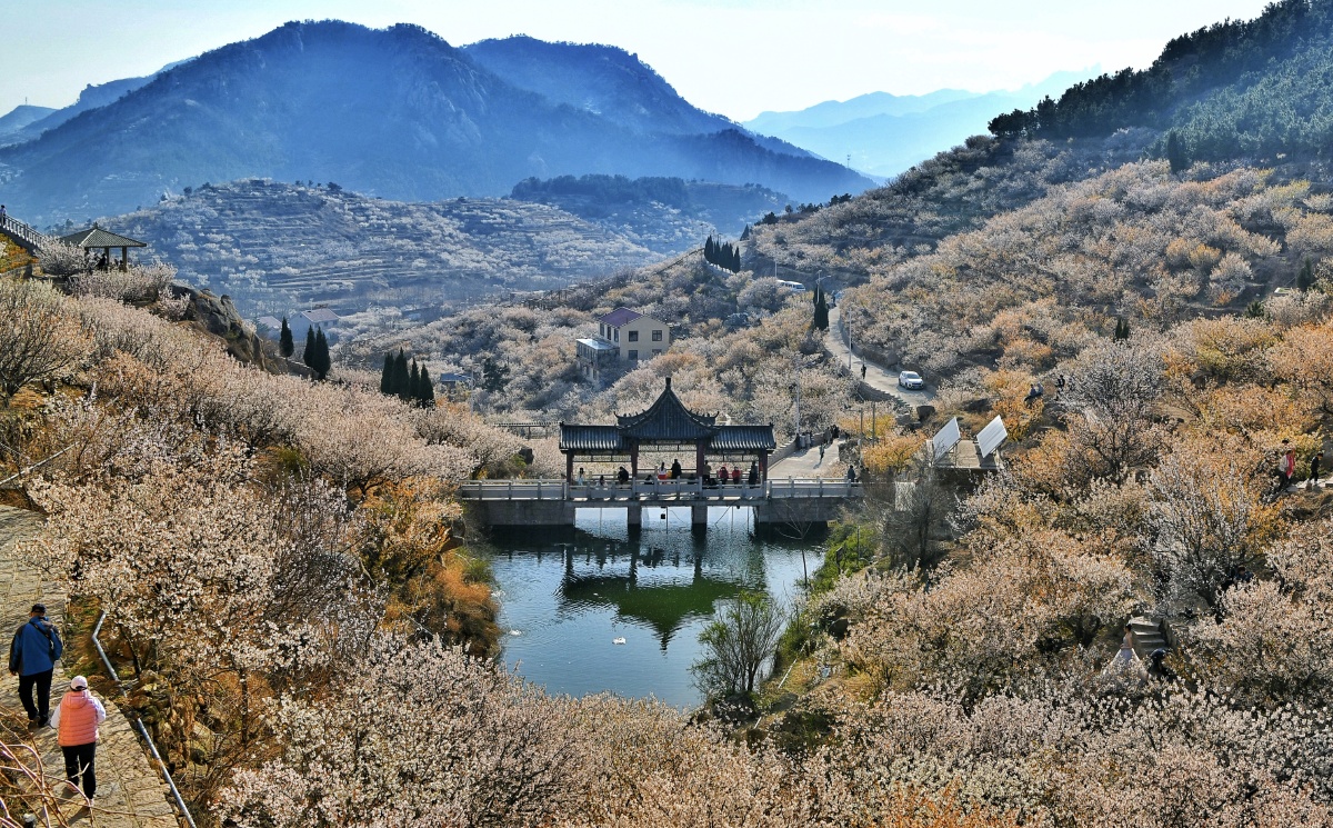 青岛崂山大崂樱桃谷