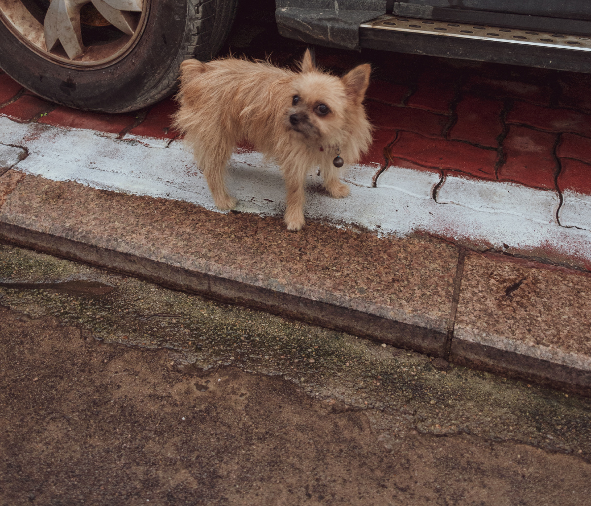 有点恐慌的流浪小狗