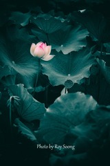 荷