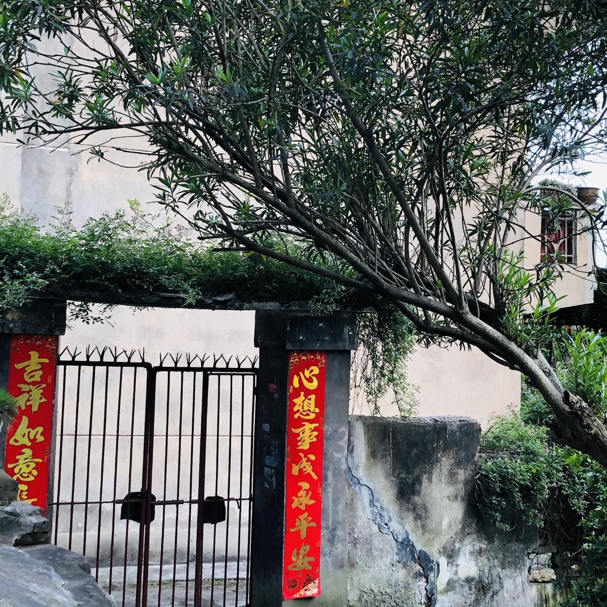 门前有棵树家里有个人在想着远方的你