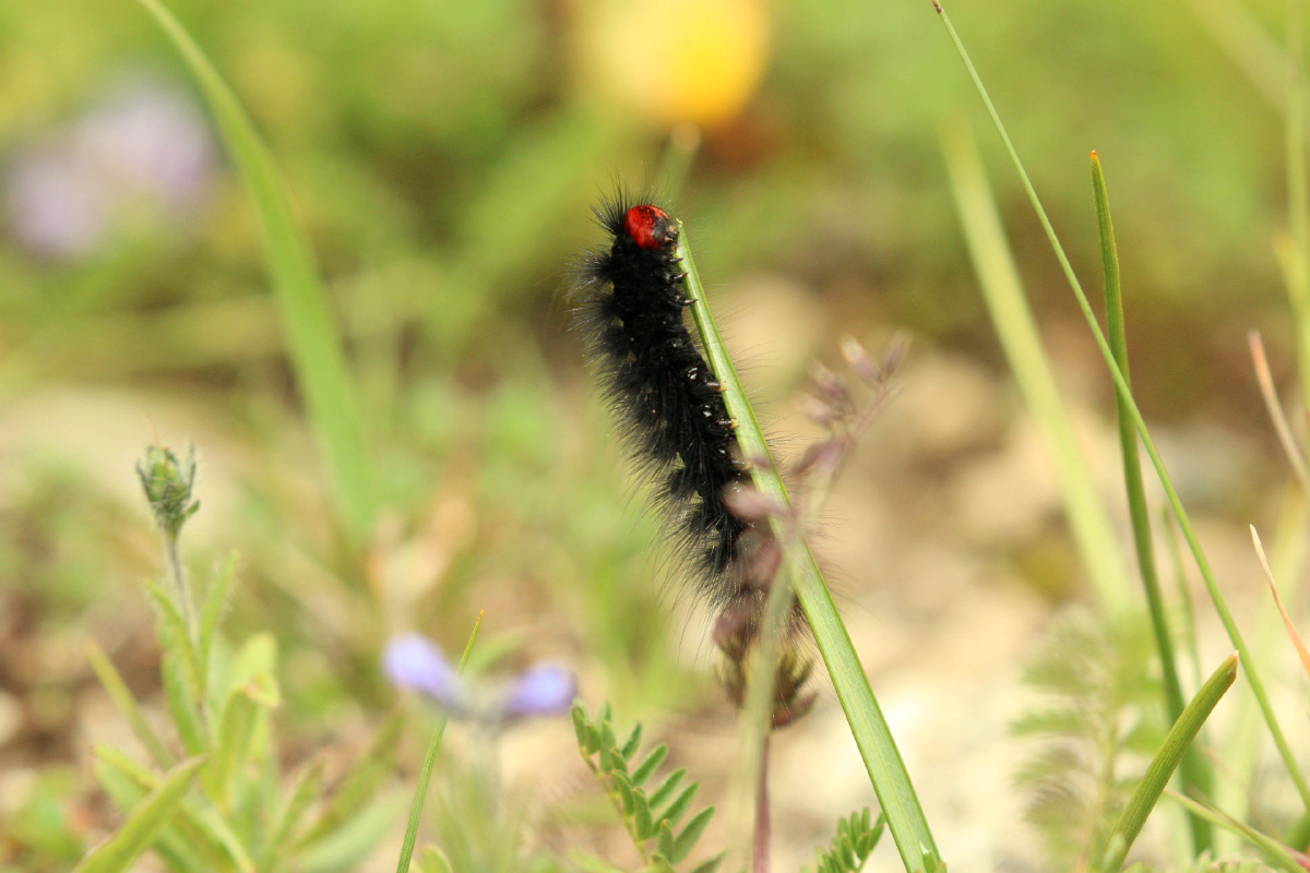 毛娅大草原的土拨鼠和红头毛毛虫