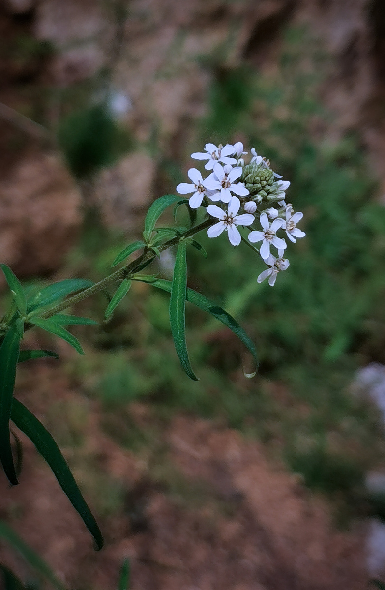 泽珍珠菜开在溪边田边山坡的白色小花