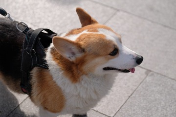 27315