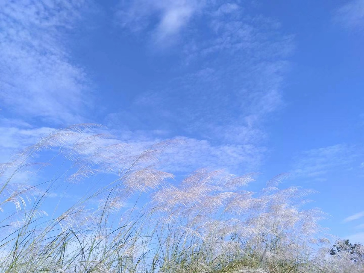 网红芦苇荡 - 桥下风景 - 图虫