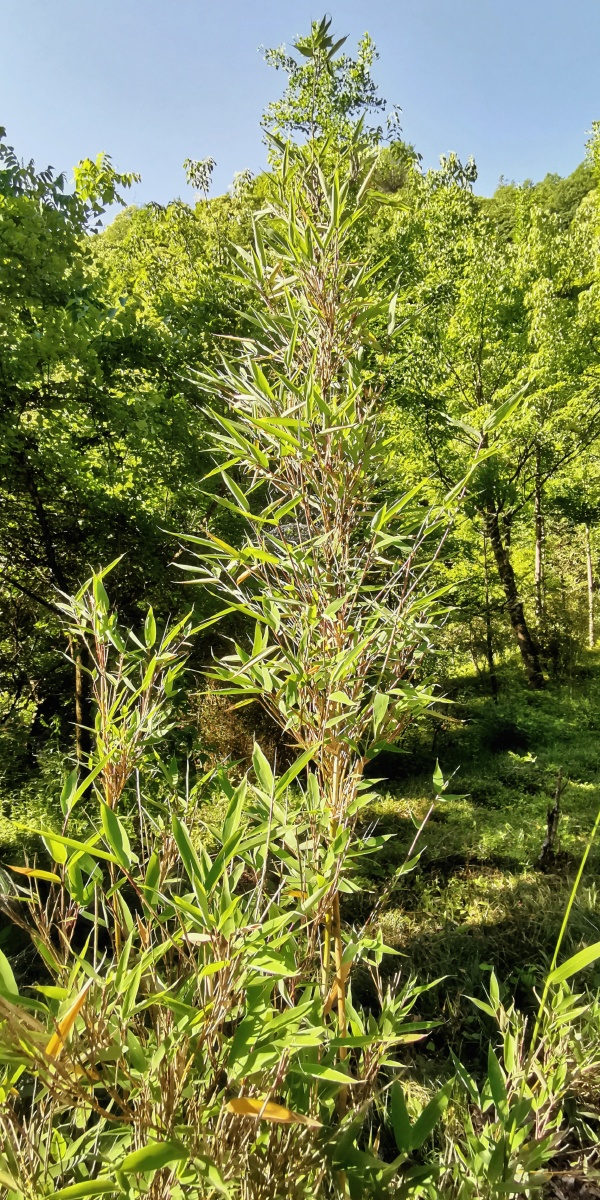 湖北神龙架林区的剑竹大熊猫的最爱
