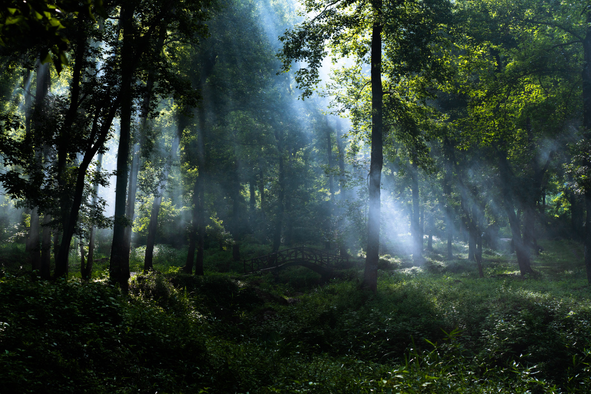 当光有了形状清晨的树林里丁达尔效应让光有了形状