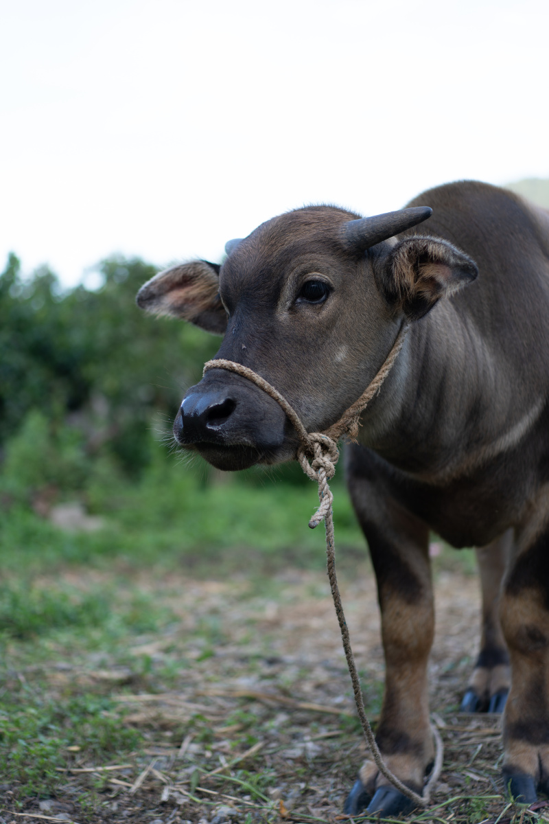 一个多月大的牛宝宝小牛别看我体格大但我还是个宝宝