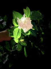 55F23425-0CC1-4E1D-B572-63FEDF4CD4B8/L0/001