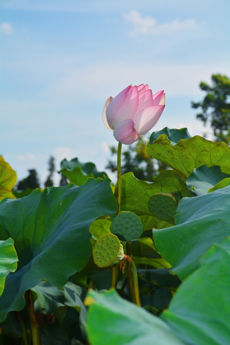 夏日记荷塘悦色好运莲莲