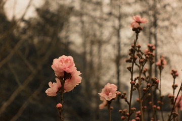 我武这个时候开的花都叫樱花你们别不服