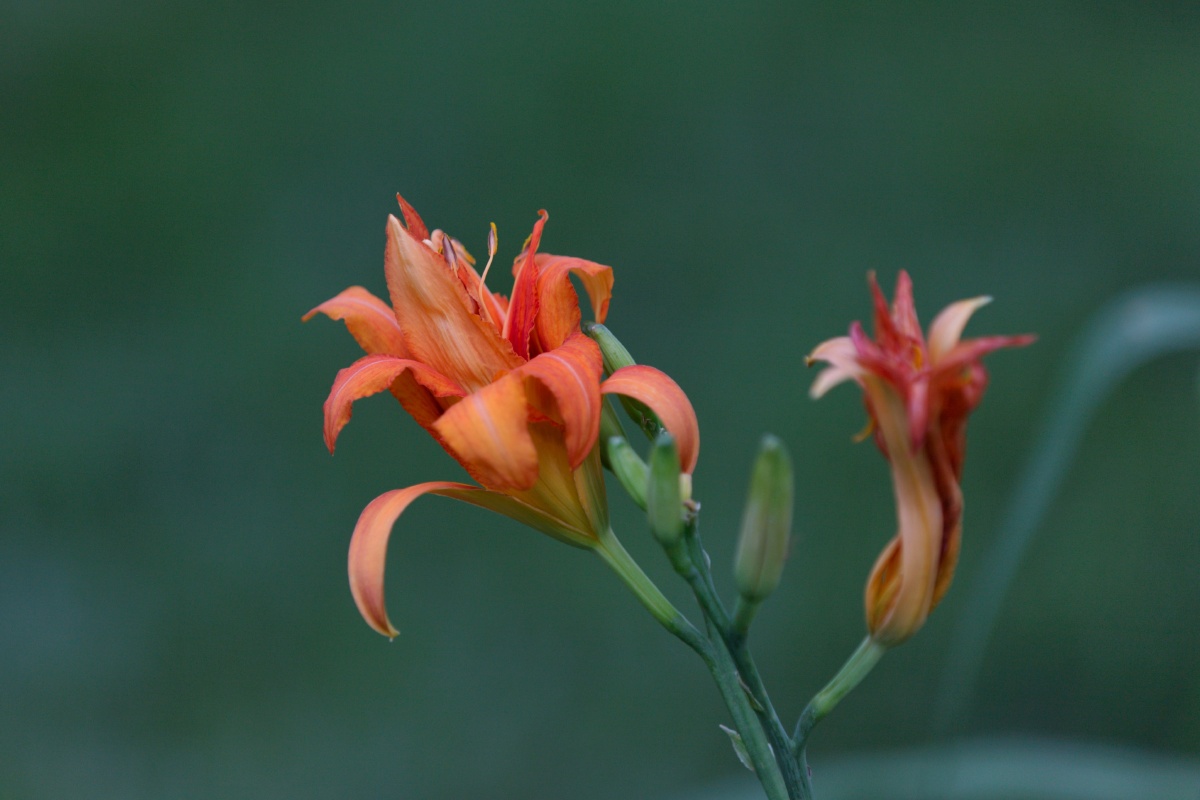 园林中多丛植或于花境,路旁栽植.萱草类耐半荫,又可做疏林地被植物.萱