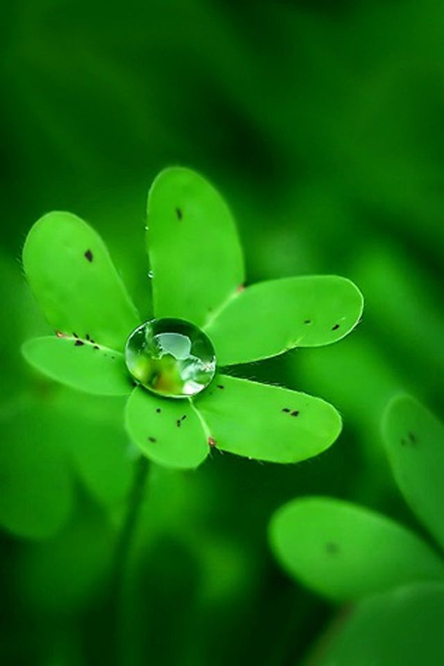 护眼壁纸绿色环保