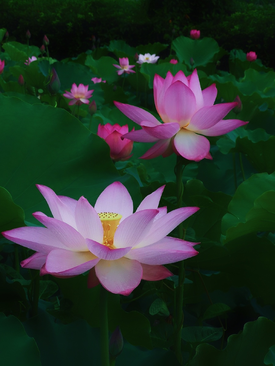村中荷塘花又开一场夏雨荷飘香招蜂来