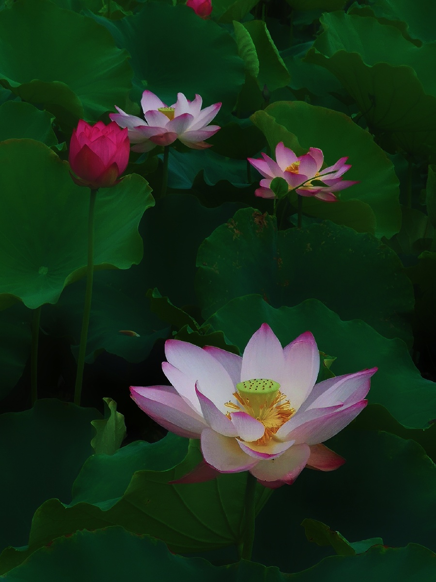 村中荷塘花又开一场夏雨荷飘香招蜂来