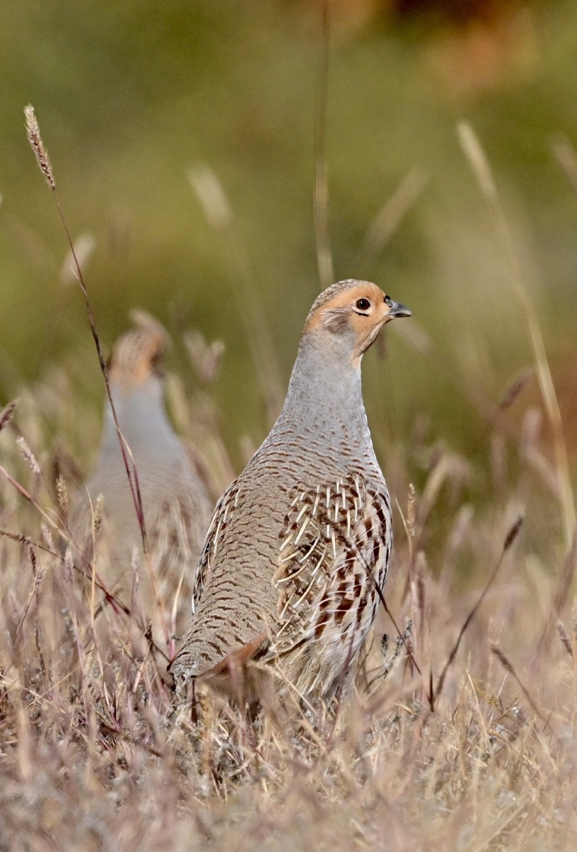 斑翅山鹑摄于口人蒙古赤峰西拉木伦河谷